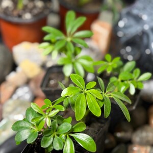 May include: Small Schefflera plants with glossy, bright green, palmately compound leaves arranged in clusters. Each plant is housed in a small, black plastic nursery pot, showcasing multiple stems and vibrant foliage in a compact growth habit.