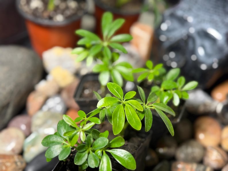 May include: Small Schefflera plants with glossy, bright green, palmately compound leaves arranged in clusters. Each plant is housed in a small, black plastic nursery pot, showcasing multiple stems and vibrant foliage in a compact growth habit.