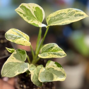 May include: A small potted plant featuring variegated leaves with a mix of deep green and creamy white patterns. The plant has several heart-shaped leaves growing from thin, light green stems, all rooted in dark potting soil within a small container.