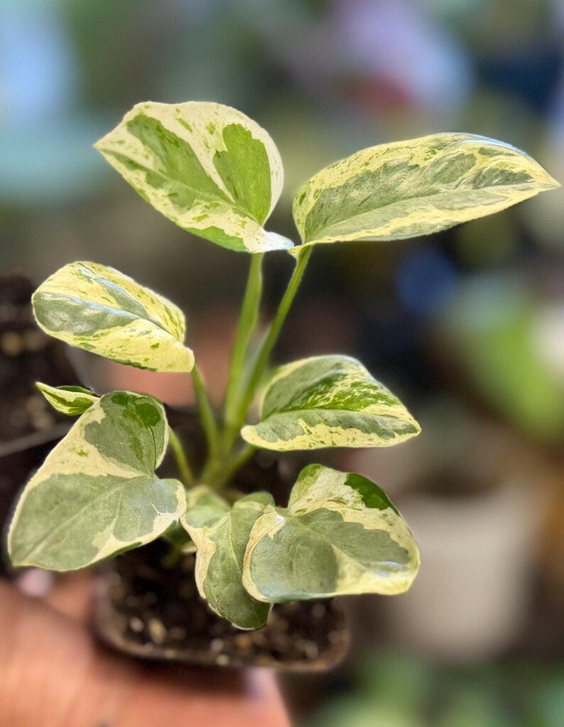 May include: A small potted plant featuring variegated leaves with a mix of deep green and creamy white patterns. The plant has several heart-shaped leaves growing from thin, light green stems, all rooted in dark potting soil within a small container.