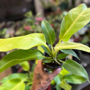 May include: A potted philodendron plant featuring a mix of vibrant lime-green and deep emerald-green leaves. The foliage is elongated and pointed, displaying a smooth texture and prominent central veins, growing from a central base in a plastic pot.