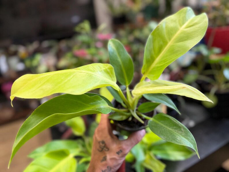 May include: A potted philodendron plant featuring a mix of vibrant lime-green and deep emerald-green leaves. The foliage is elongated and pointed, displaying a smooth texture and prominent central veins, growing from a central base in a plastic pot.
