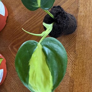 Philodendron Brasil Live Plant, Variegated Heartleaf Trailing Vine 2 inch pot