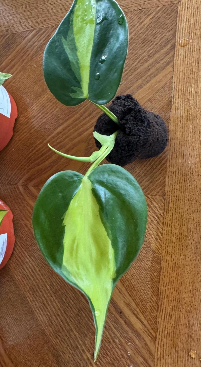 Philodendron Brasil Live Plant, Variegated Heartleaf Trailing Vine 2 inch pot