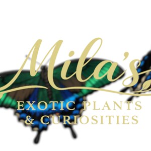 May include: Logo with two butterfly illustrations in green, blue, and black. The words "Mila's" are in gold script above "EXOTIC PLANTS & CURIOSITIES" in a smaller gold font, suggesting a shop.