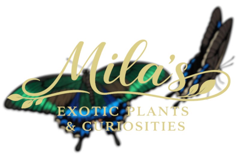May include: Logo with two butterfly illustrations in green, blue, and black. The words "Mila's" are in gold script above "EXOTIC PLANTS & CURIOSITIES" in a smaller gold font, suggesting a shop.
