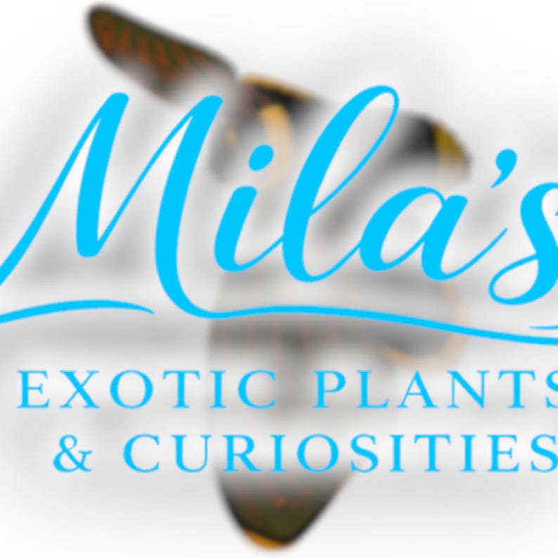 K&ouml;nnte beinhalten: Das Logo zeigt den Namen "Mila's" in einer lebendigen, kursiven t&uuml;rkisfarbenen Schrift, &uuml;ber dem Text "EXOTIC PLANTS & CURIOSITIES" in einer serifenlosen t&uuml;rkisfarbenen Schrift. Im Hintergrund befindet sich ein verschwommenes Schmetterlingsbild.