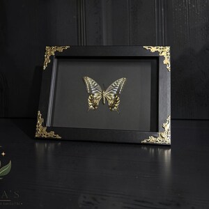 May include: A rectangular black picture frame containing a preserved butterfly with yellow, black, and white wings. The frame features ornate gold-colored metal corner accents and a black mat board background, presenting a clear view of the insect.