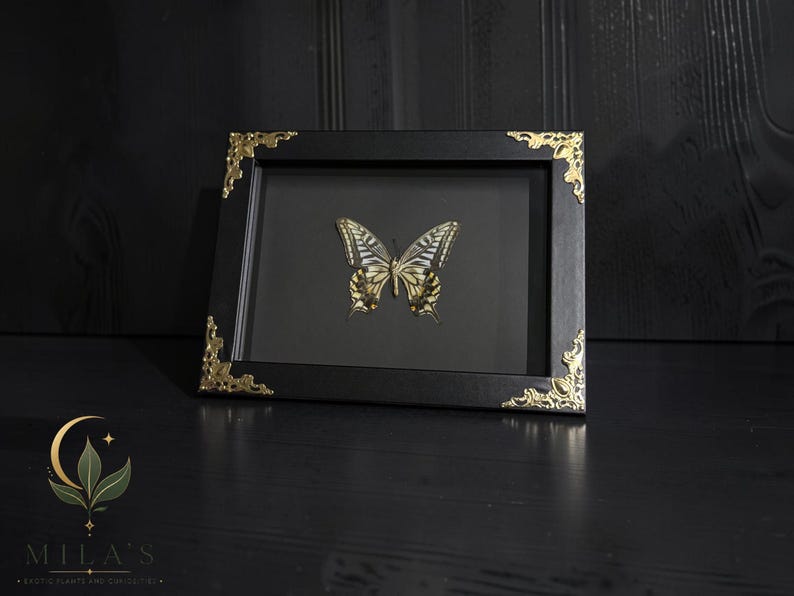 May include: A rectangular black picture frame containing a preserved butterfly with yellow, black, and white wings. The frame features ornate gold-colored metal corner accents and a black mat board background, presenting a clear view of the insect.