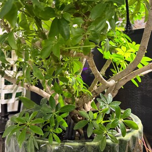 May include: A Schefflera arboricola plant with glossy green palmate leaves and light-colored woody stems, potted in a textured, dark green ceramic container. The plant features multiple stems and smaller green foliage at the base.