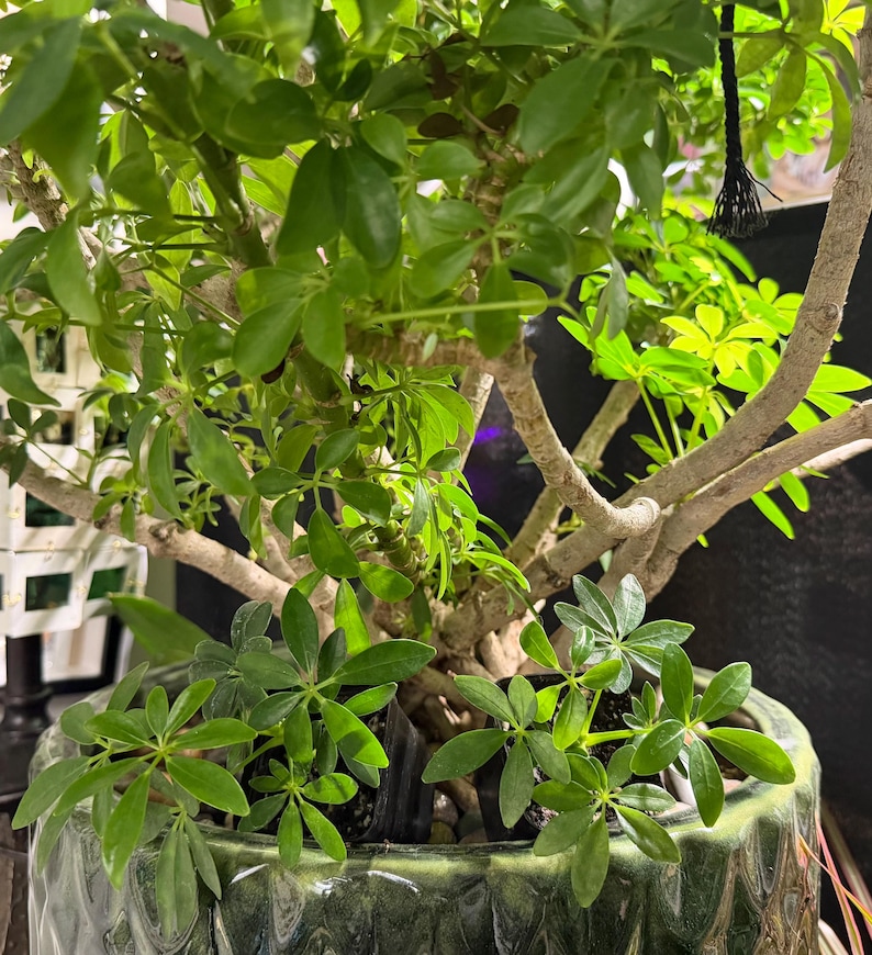 May include: A Schefflera arboricola plant with glossy green palmate leaves and light-colored woody stems, potted in a textured, dark green ceramic container. The plant features multiple stems and smaller green foliage at the base.