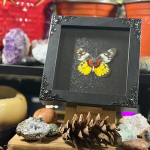 Puede incluir: Un esp&eacute;cimen de mariposa enmarcado con alas amarillas, rojas y negras. La mariposa se exhibe en un marco negro con detalles ornamentados en las esquinas. El marco est&aacute; apoyado en un caballete de madera, rodeado de piedras decorativas y una pi&ntilde;a.