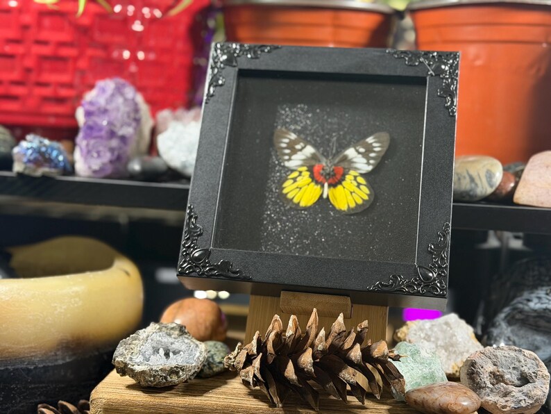 Puede incluir: Un esp&eacute;cimen de mariposa enmarcado con alas amarillas, rojas y negras. La mariposa se exhibe en un marco negro con detalles ornamentados en las esquinas. El marco est&aacute; apoyado en un caballete de madera, rodeado de piedras decorativas y una pi&ntilde;a.