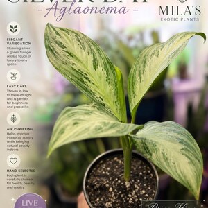 May include: A Silver Bay Aglaonema live plant in a black plastic pot. The leaves feature variegated patterns of silver and green. Text on the image includes: LIVE PLANT, RARE BEAUTY, EASY CARE, MILA'S EXOTIC PLANTS, ELEGANT VARIEGATION, AIR PURIFYING, HAND SELECTED, and Bring Home TIMELESS ELEGANCE.