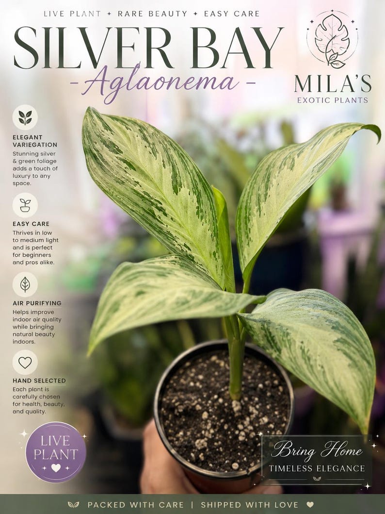 May include: A Silver Bay Aglaonema live plant in a black plastic pot. The leaves feature variegated patterns of silver and green. Text on the image includes: LIVE PLANT, RARE BEAUTY, EASY CARE, MILA'S EXOTIC PLANTS, ELEGANT VARIEGATION, AIR PURIFYING, HAND SELECTED, and Bring Home TIMELESS ELEGANCE.