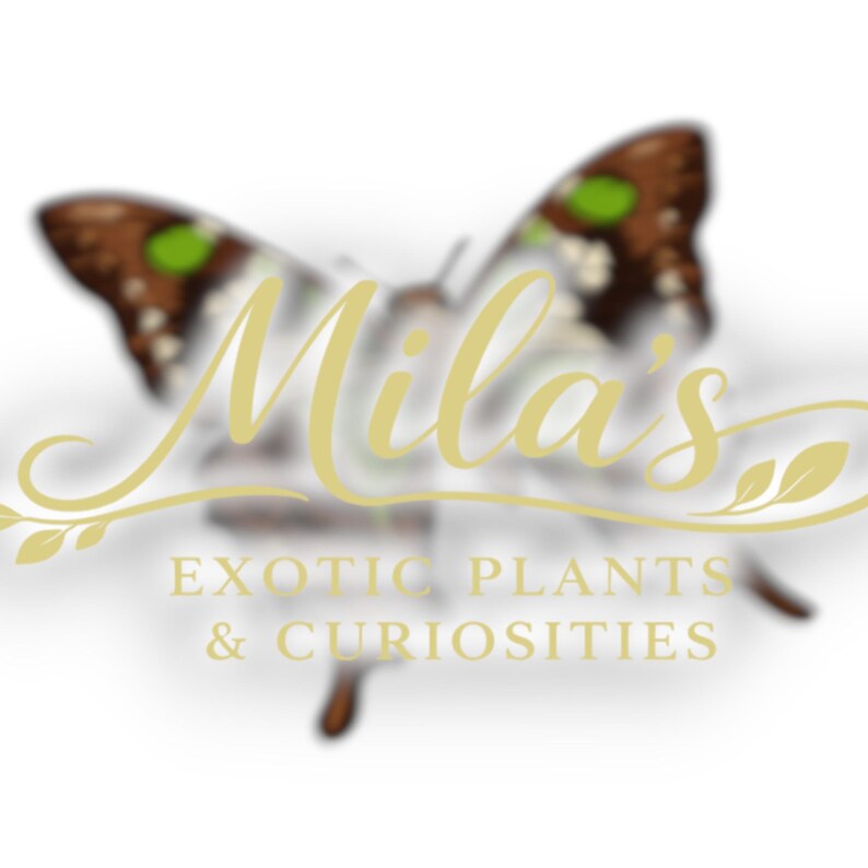 May include: Logo for "Mila's Exotic Plants & Curiosities" featuring a butterfly with brown and green markings. The business name is in a cursive gold font, with the tagline below in a sans-serif font.