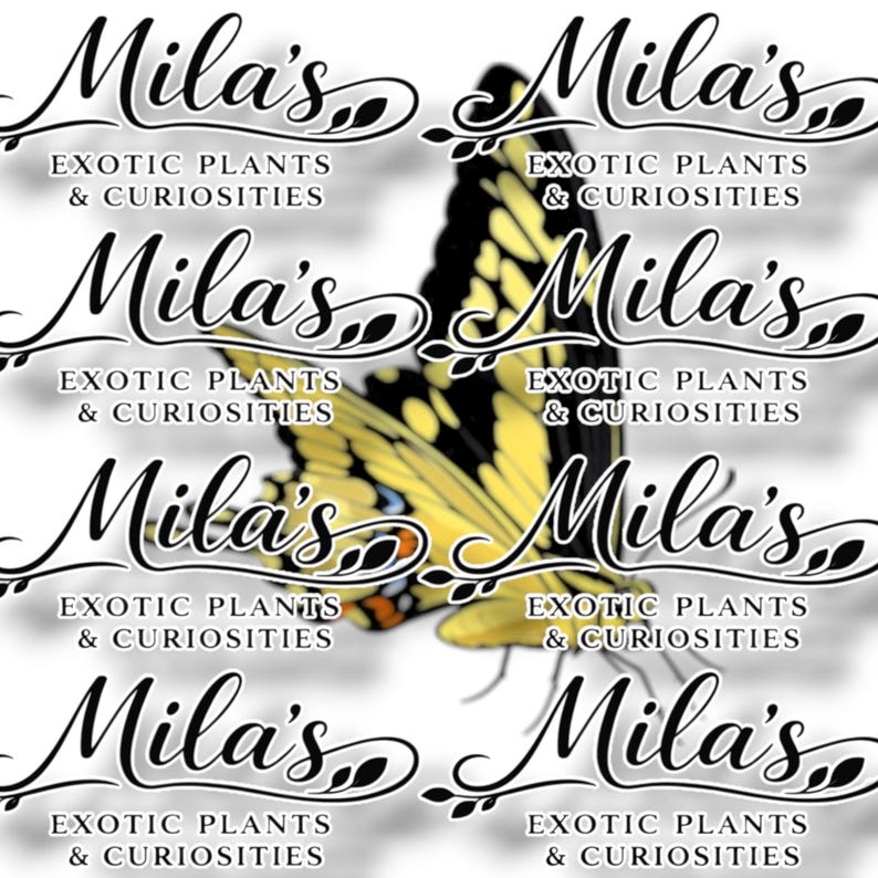 May include: A repeating pattern featuring the text "Mila's Exotic Plants & Curiosities" in elegant script, overlaid with a yellow and black butterfly. The design is suitable for branding or decorative purposes.