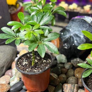 May include: A Schefflera arboricola plant with glossy, dark green, palmately compound leaves growing in a small, round, brown plastic pot filled with dark potting soil. The plant features a central stem with multiple radiating leaf clusters.