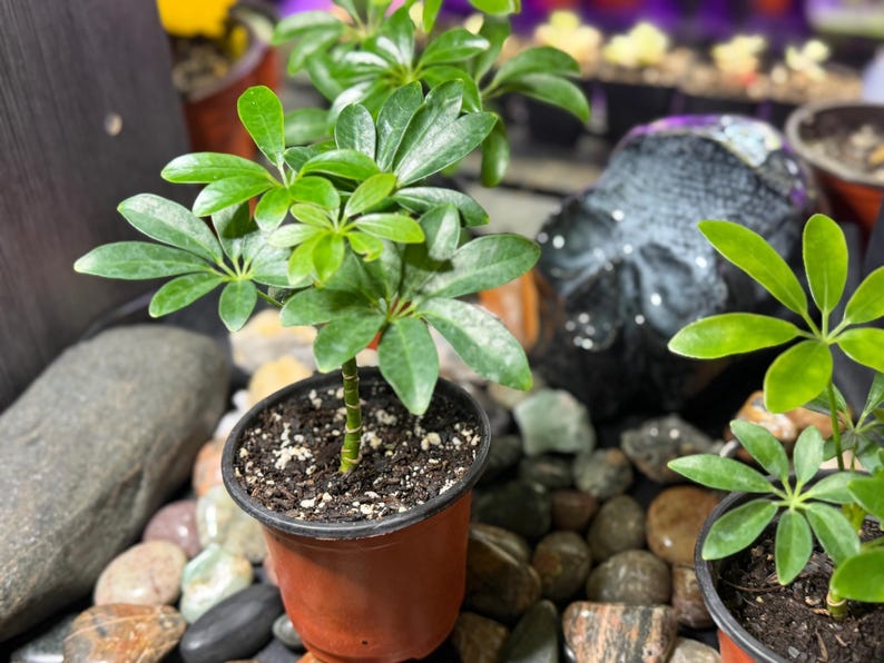 May include: A Schefflera arboricola plant with glossy, dark green, palmately compound leaves growing in a small, round, brown plastic pot filled with dark potting soil. The plant features a central stem with multiple radiating leaf clusters.
