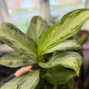 May include: An Aglaonema plant featuring elongated, pointed leaves with a variegated pattern of creamy white and various shades of green. The foliage displays a marbled appearance with distinct light and dark green patches across the surface.