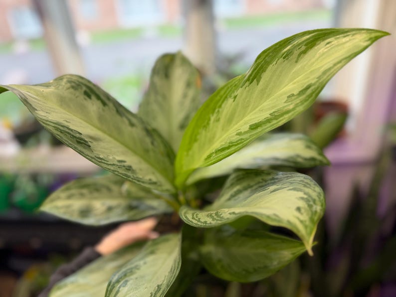 May include: An Aglaonema plant featuring elongated, pointed leaves with a variegated pattern of creamy white and various shades of green. The foliage displays a marbled appearance with distinct light and dark green patches across the surface.