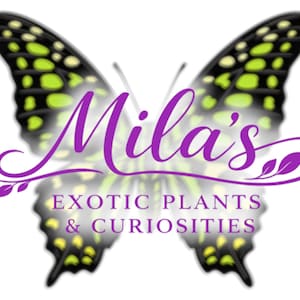 May include: A logo with a butterfly design, featuring black and green wings. The name "Mila's" is written in purple script, with the text "EXOTIC PLANTS & CURIOSITIES" below. The butterfly is detailed.