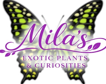 Puede incluir: Un logotipo con un diseño de mariposa con alas negras y verdes. El texto "Mila's" está en escritura morada, con "EXOTIC PLANTS & CURIOSITIES" debajo. El diseño de la mariposa es detallado y llamativo.