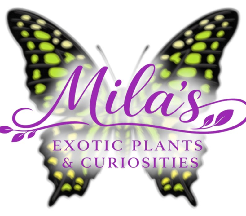 May include: A logo with a butterfly design, featuring black and green wings. The name "Mila's" is written in purple script, with the text "EXOTIC PLANTS & CURIOSITIES" below. The butterfly is detailed.