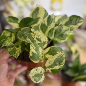 May include: A variegated pothos plant featuring heart-shaped leaves with a distinct pattern of deep green and creamy yellow splashes. The foliage is dense and grows from a central stem, displaying a mix of solid green and mottled light-colored areas.