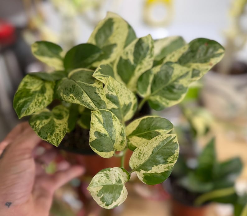 May include: A variegated pothos plant featuring heart-shaped leaves with a distinct pattern of deep green and creamy yellow splashes. The foliage is dense and grows from a central stem, displaying a mix of solid green and mottled light-colored areas.