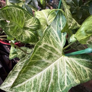 May include: A Syngonium plant featuring arrow-shaped leaves with variegated patterns of dark green and creamy white. The foliage displays prominent veins and a speckled texture across the surface, supported by thin green stems and a support stake.
