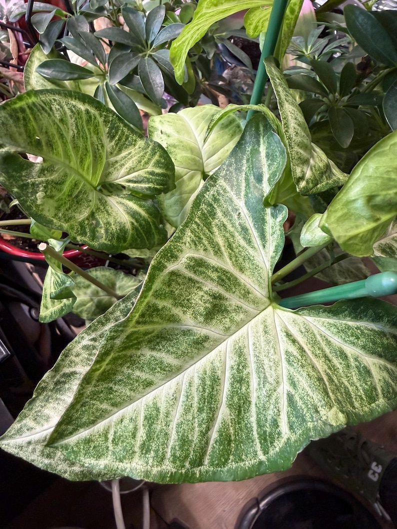 May include: A Syngonium plant featuring arrow-shaped leaves with variegated patterns of dark green and creamy white. The foliage displays prominent veins and a speckled texture across the surface, supported by thin green stems and a support stake.