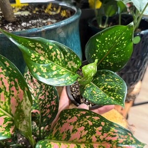 Peut inclure: Une plante Aglaonema dot&eacute;e de feuilles vert fonc&eacute; en forme de lance avec une panachure tachet&eacute;e rose et vert clair. La plante est en pot dans un petit contenant noir, pr&eacute;sentant un groupe dense de feuillage aux motifs color&eacute;s distincts.