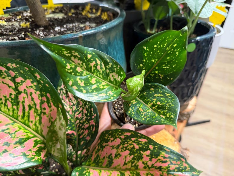 Peut inclure: Une plante Aglaonema dot&eacute;e de feuilles vert fonc&eacute; en forme de lance avec une panachure tachet&eacute;e rose et vert clair. La plante est en pot dans un petit contenant noir, pr&eacute;sentant un groupe dense de feuillage aux motifs color&eacute;s distincts.
