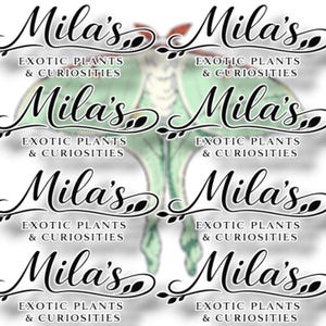 May include: A repeating pattern featuring the name "Mila's" in elegant script, accompanied by the text "EXOTIC PLANTS & CURIOSITIES." A stylized green and yellow moth-like design is visible in the background.