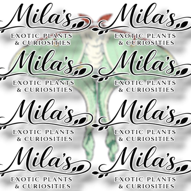 May include: A repeating pattern featuring the name "Mila's" in elegant script, accompanied by the text "EXOTIC PLANTS & CURIOSITIES." A stylized green and yellow moth-like design is visible in the background.