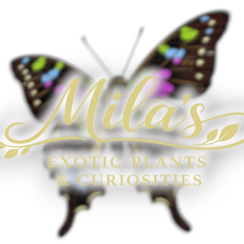 May include: A logo featuring a butterfly with brown, pink, blue, and green accents. The text "Mila's" is in a gold script font, with "EXOTIC PLANTS & CURIOSITIES" below. The overall design is soft and inviting.
