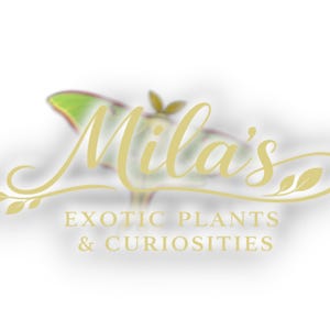 May include: Logo for Mila's Exotic Plants & Curiosities. The logo features the name "Mila's" in a flowing gold script, with a stylized moth and botanical accents. The text "EXOTIC PLANTS & CURIOSITIES" is below.