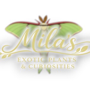 May include: Logo for "Mila's Exotic Plants & Curiosities" featuring a stylized moth with green and red wings. The text "Mila's" is in a flowing gold script, with the business name below.