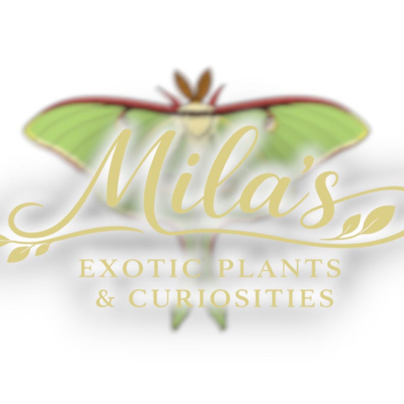 May include: Logo for "Mila's Exotic Plants & Curiosities" featuring a stylized moth with green and red wings. The text "Mila's" is in a flowing gold script, with the business name below.