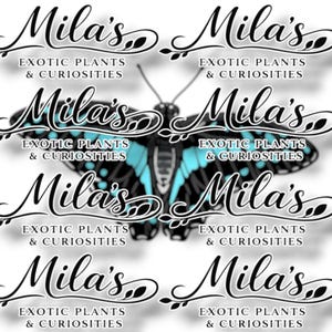 May include: A repeating pattern featuring the text "Mila's Exotic Plants & Curiosities" in a stylized script. A butterfly with black and turquoise wings is centered in the design. The background is white.