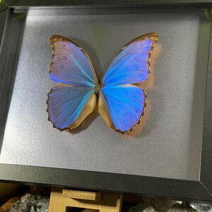 Puede incluir: Un esp&eacute;cimen de mariposa enmarcado con alas azules vibrantes y un toque de marr&oacute;n. La mariposa est&aacute; centrada en un marco negro, sobre un fondo gris plateado. El marco est&aacute; sostenido por un peque&ntilde;o soporte de madera.