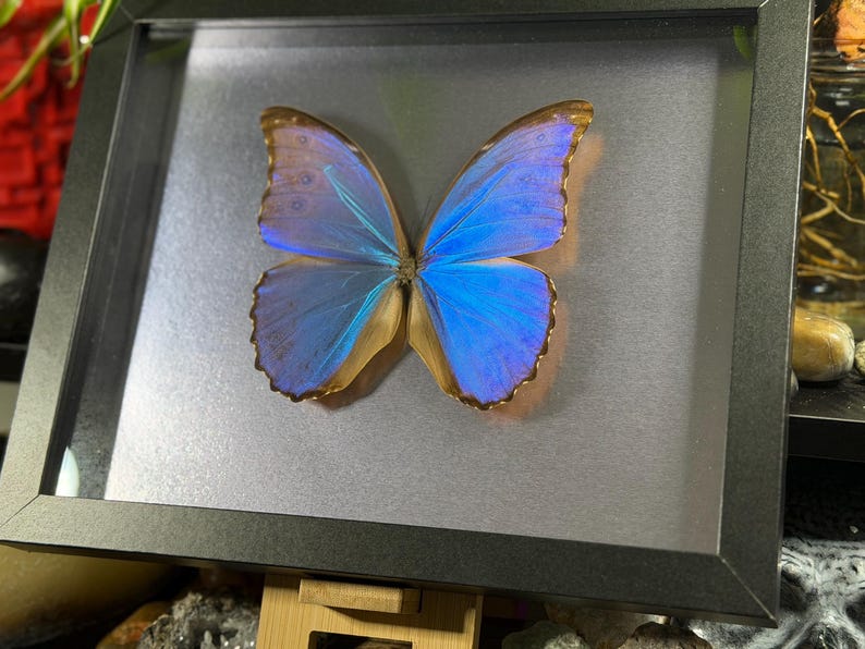 Puede incluir: Un esp&eacute;cimen de mariposa enmarcado con alas azules vibrantes y un toque de marr&oacute;n. La mariposa est&aacute; centrada en un marco negro, sobre un fondo gris plateado. El marco est&aacute; sostenido por un peque&ntilde;o soporte de madera.