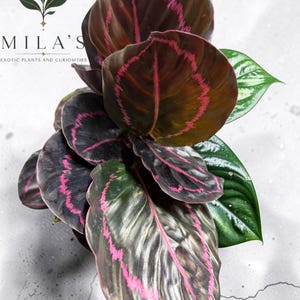 May include: A Calathea plant with dark, glossy, oval-shaped leaves featuring prominent, jagged, bright pink veins. The text MILA'S EXOTIC PLANTS AND CURIOSITIES with a crescent moon and leaf logo is visible in the upper left corner of the image.