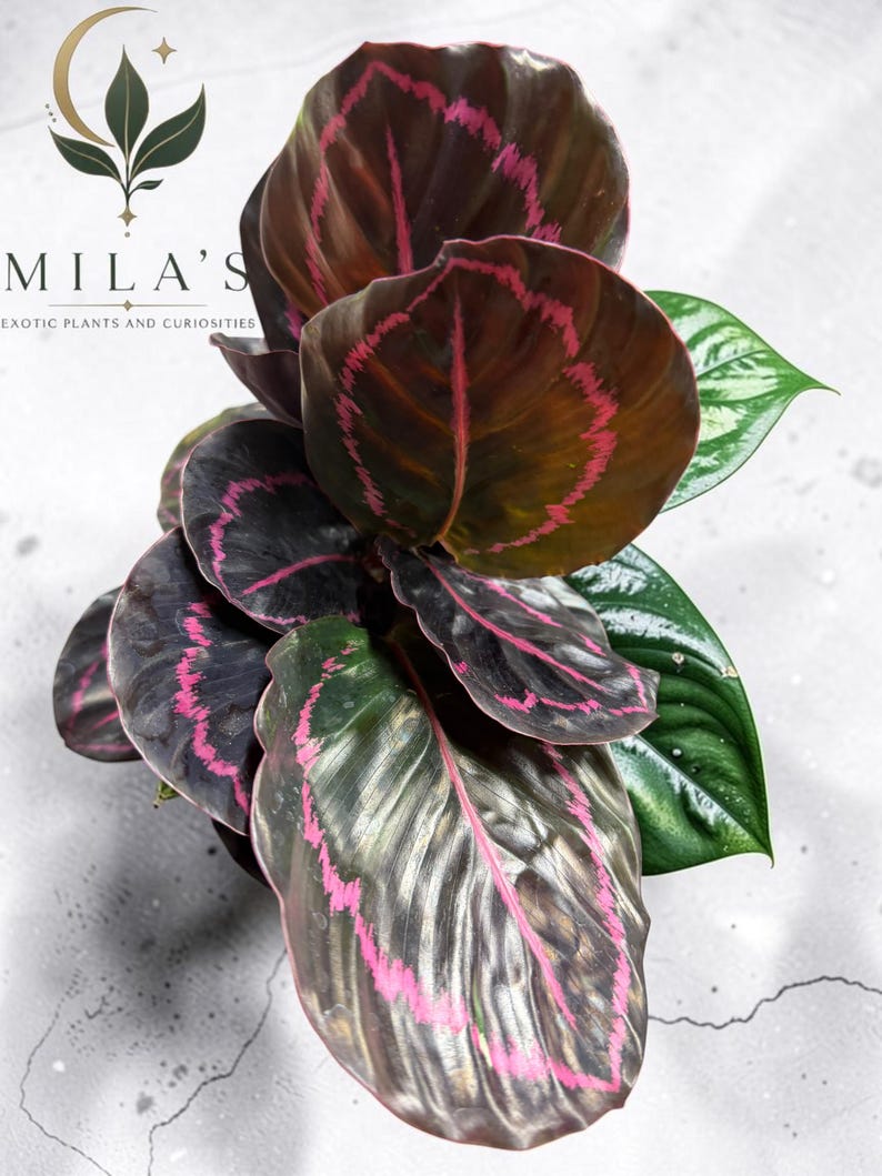 May include: A Calathea plant with dark, glossy, oval-shaped leaves featuring prominent, jagged, bright pink veins. The text MILA'S EXOTIC PLANTS AND CURIOSITIES with a crescent moon and leaf logo is visible in the upper left corner of the image.