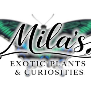 May include: The Mila's Exotic Plants & Curiosities logo features a butterfly with green and blue wings. The business name is written in elegant script above the business description. The logo is on a white background.