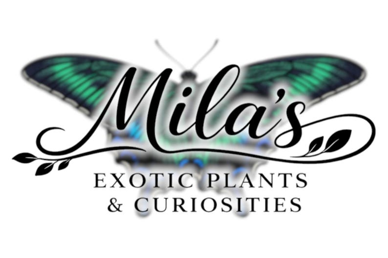 May include: The Mila's Exotic Plants & Curiosities logo features a butterfly with green and blue wings. The business name is written in elegant script above the business description. The logo is on a white background.