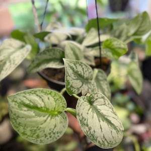 May include: A hanging houseplant with heart-shaped leaves featuring a variegated pattern of silvery-grey and deep green. The plant is potted in a dark container suspended by thin black wires, showcasing multiple stems trailing downwards.