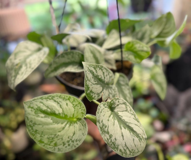 May include: A hanging houseplant with heart-shaped leaves featuring a variegated pattern of silvery-grey and deep green. The plant is potted in a dark container suspended by thin black wires, showcasing multiple stems trailing downwards.
