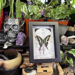 Puede incluir: Una impresi&oacute;n en blanco y negro enmarcada con una mariposa de alas verdes y negras, titulada "THE LOVERS". La impresi&oacute;n se exhibe sobre un soporte de madera, rodeada de plantas, cristales y una maceta con forma de calavera.